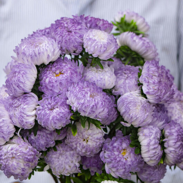 Tower Silver China Aster Seed