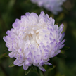 Tower Silver China Aster Seed