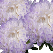 Tower Silver China Aster Seed