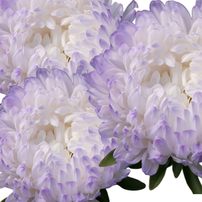 Tower Silver China Aster Seed