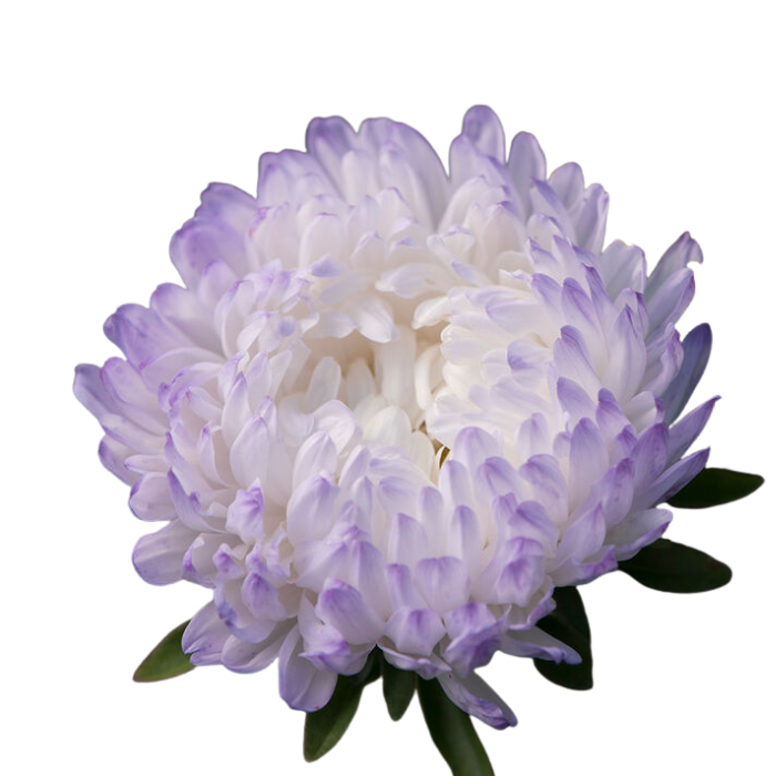 Tower Silver China Aster Seed