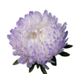 Tower Silver China Aster Seed