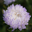 Tower Silver China Aster Seed