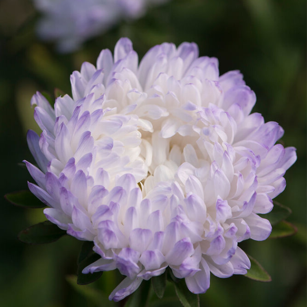 Tower Silver China Aster Seed