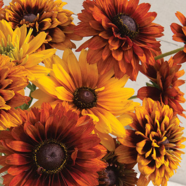 Rudbeckia Hirta Seeds - Cherokee Sunset