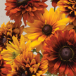 Rudbeckia Hirta Seeds - Cherokee Sunset