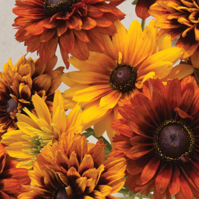 Rudbeckia Hirta Seeds - Cherokee Sunset