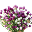 Audray Mix Gomphrena Seeds