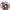 Audray Mix Gomphrena Seeds