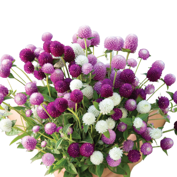 Audray Mix Gomphrena Seeds