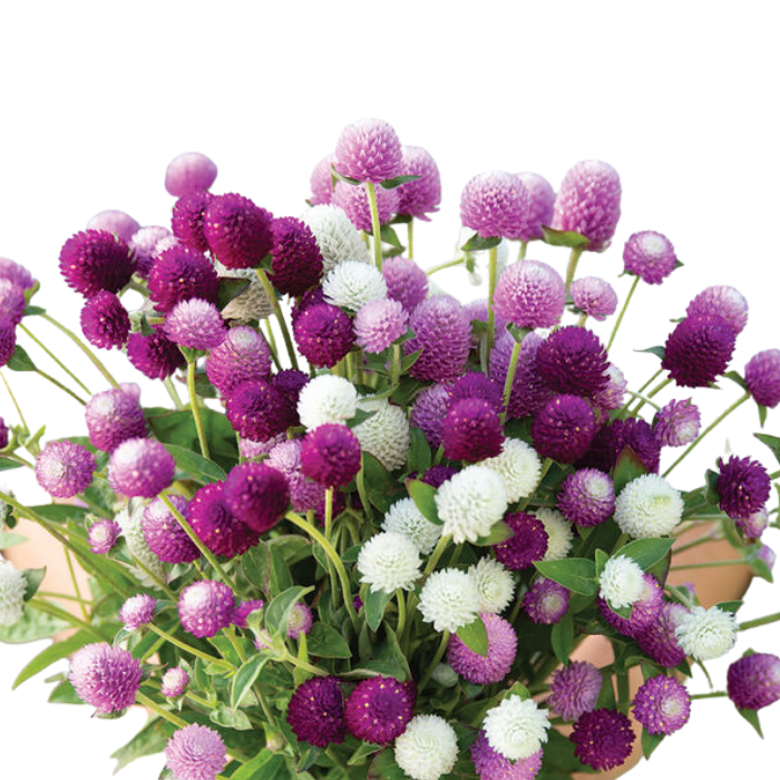 Audray Mix Gomphrena Seeds