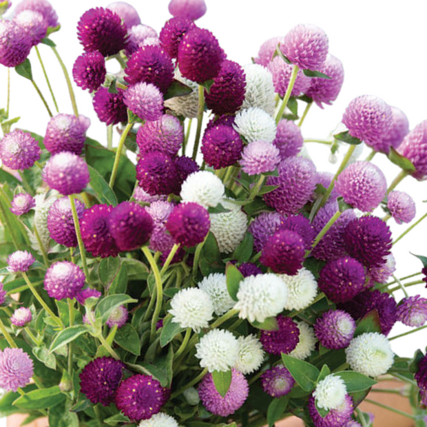 Audray Mix Gomphrena Seeds