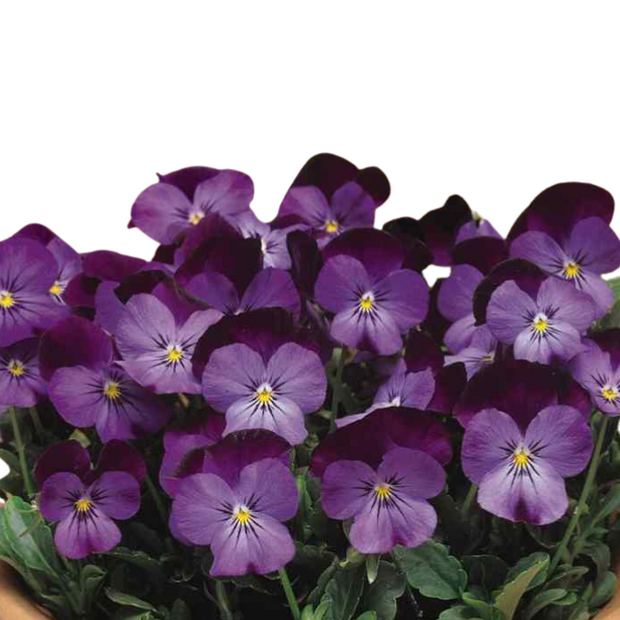 Viola Cornuta Large Flowered  Admiration