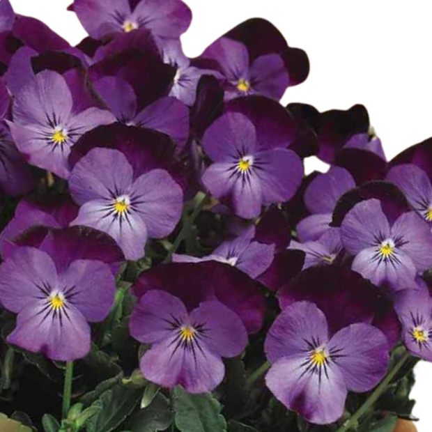 Viola Admiration Cornuta Large Flowered Viola