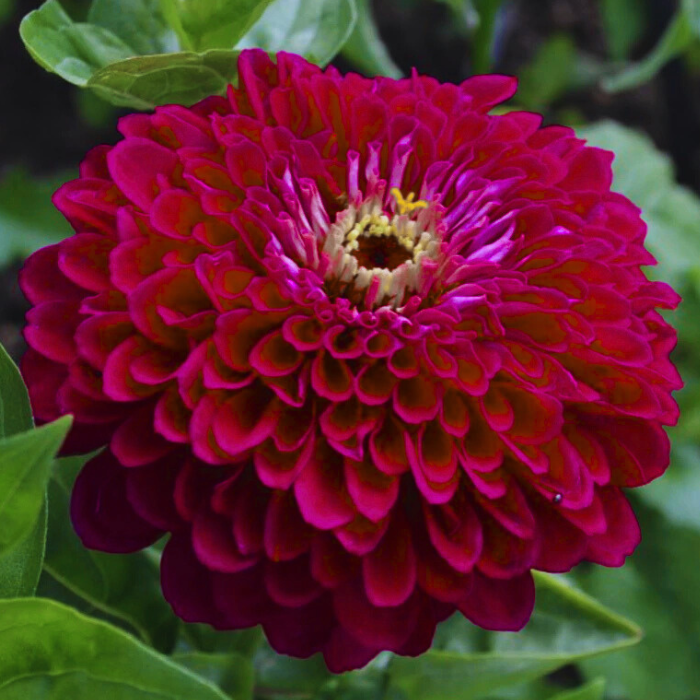Benary's Giant Deep Wine Zinnia Seeds
