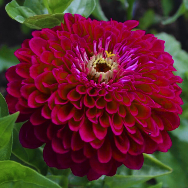Benary's Giant Deep Wine Zinnia Seeds