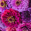 Raspberry Heirloom Bloom Mix Zinnia Seeds
