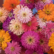 Cactus Flowered Mix Zinnia Seed