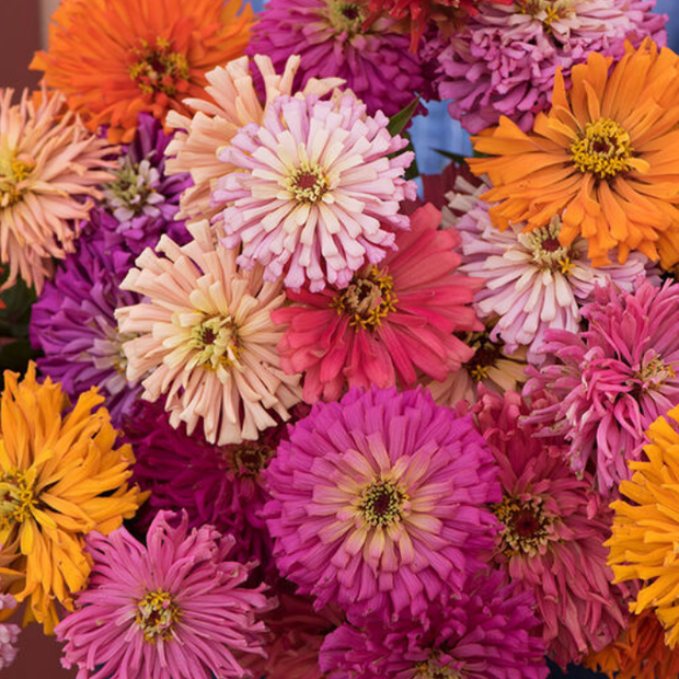 Cactus Flowered Mix Zinnia Seed