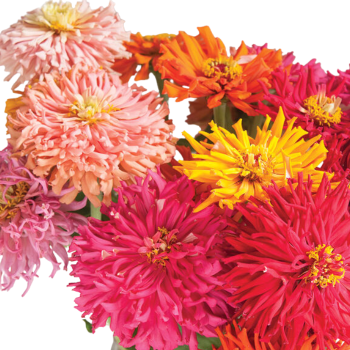 Cactus Flowered Mix Zinnia Seed