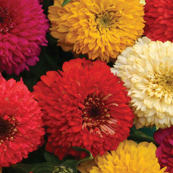 Candy Zinnia Seed Mix Zinnia Elegans