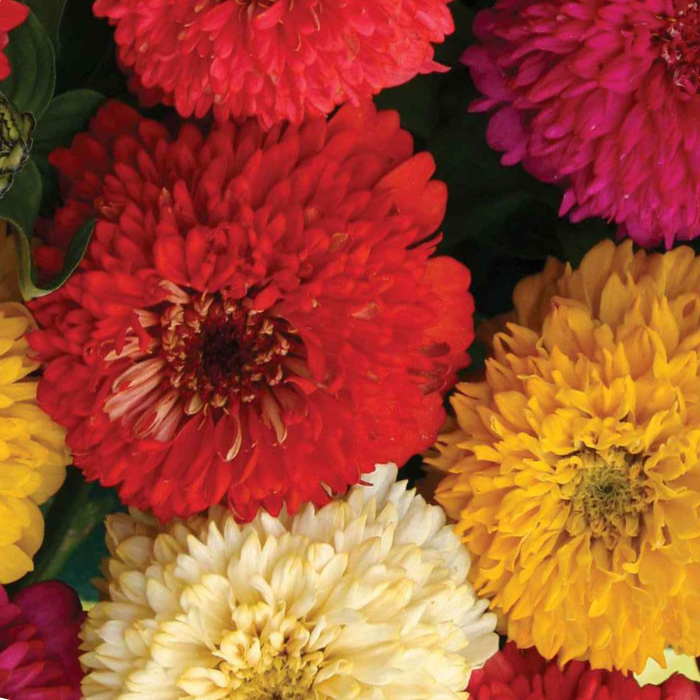 Candy Zinnia Seed Mix Zinnia Elegans
