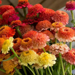 Candy Zinnia Seed Mix Zinnia Elegans