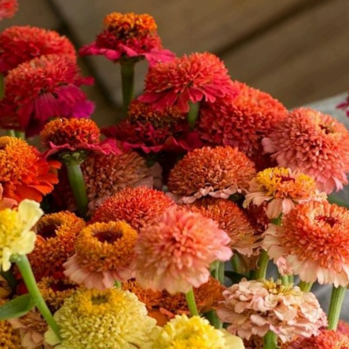 Candy Zinnia Seed Mix Zinnia Elegans