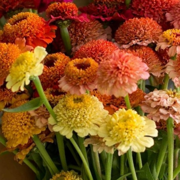 Candy Zinnia Seed Mix Zinnia Elegans