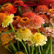 Candy Zinnia Seed Mix Zinnia Elegans