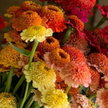 Candy Zinnia Seed Mix Zinnia Elegans