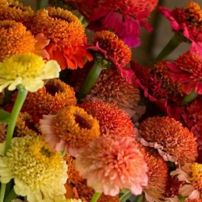 Candy Zinnia Seed Mix Zinnia Elegans