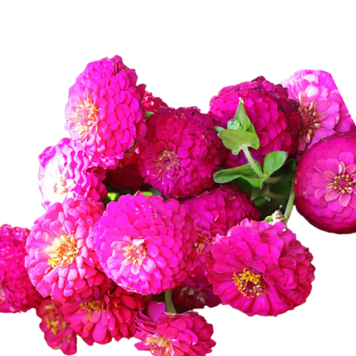 Oklahoma Carmin Zinnia Seeds