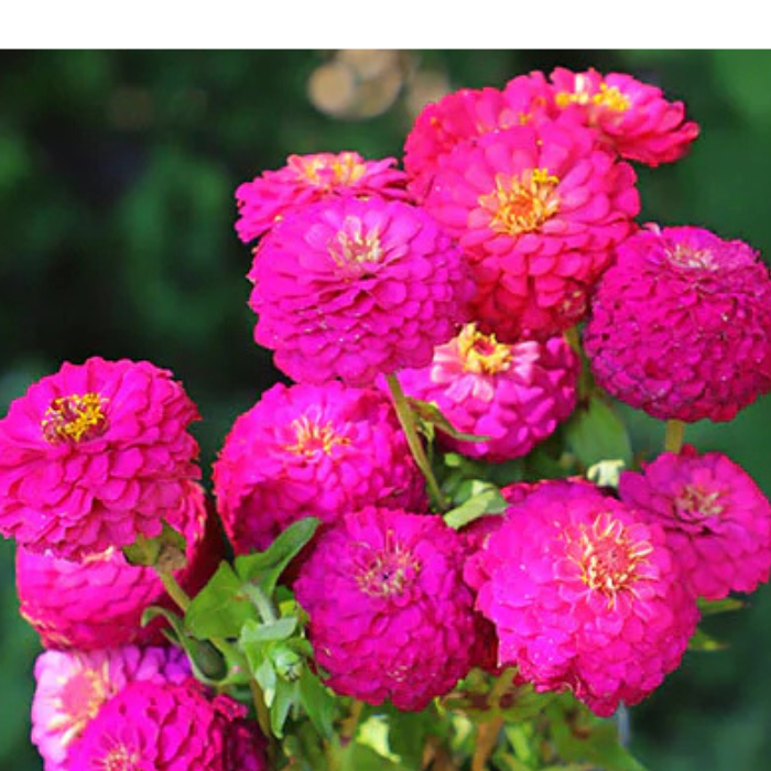 Oklahoma Carmin Zinnia Seeds