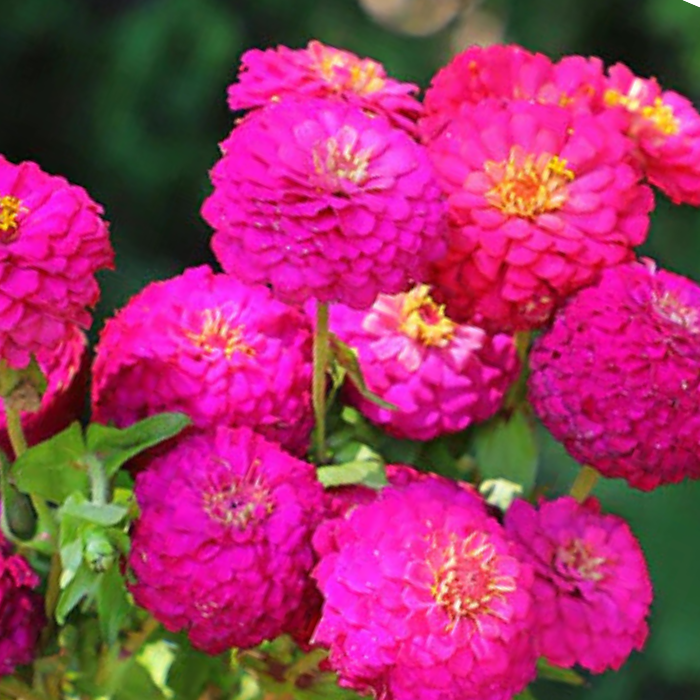 Oklahoma Carmin Zinnia Seeds