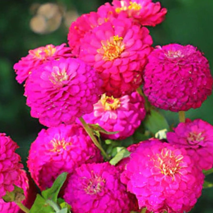 Oklahoma Carmin Zinnia Seeds