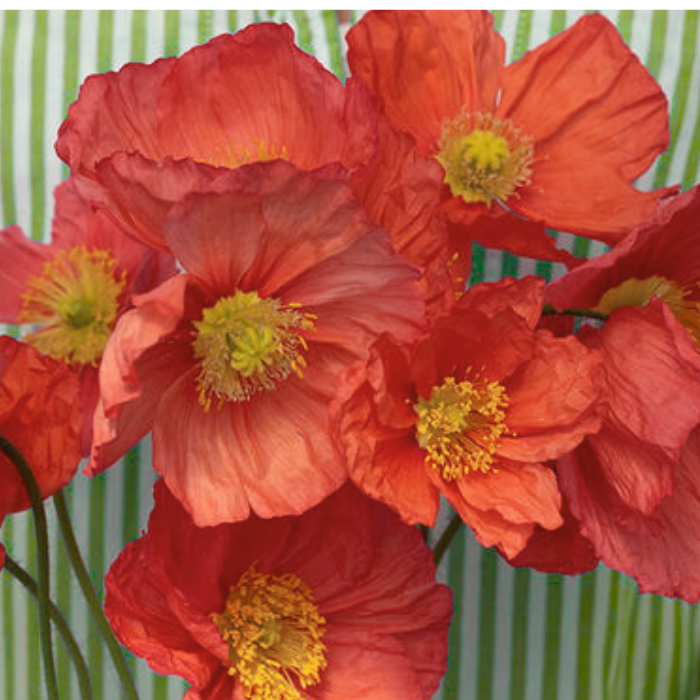 Champagne Bubbles Pink Iceland Poppy Seed