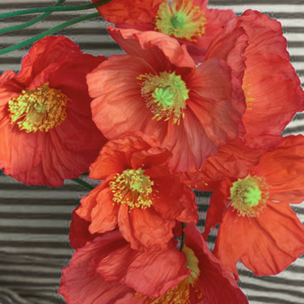 Champagne Bubbles Pink Iceland Poppy Seed