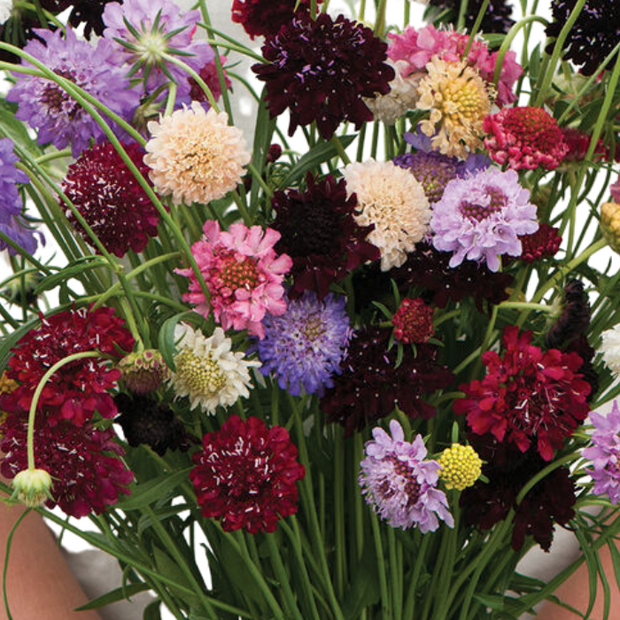 Pincushion Formula Mix Scabiosa Seed