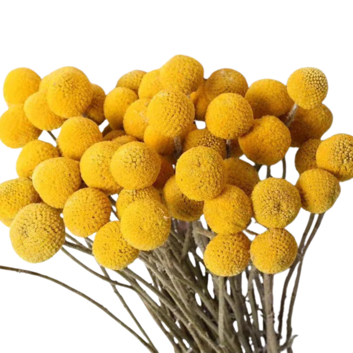 Billy Buttons (Craspedia globosa)