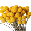 Billy Buttons (Craspedia globosa)