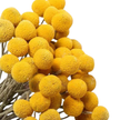 Billy Buttons (Craspedia globosa)