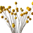Billy Buttons (Craspedia globosa)