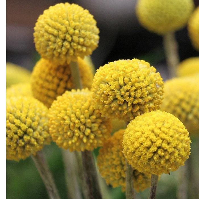 Billy Buttons (Craspedia globosa)