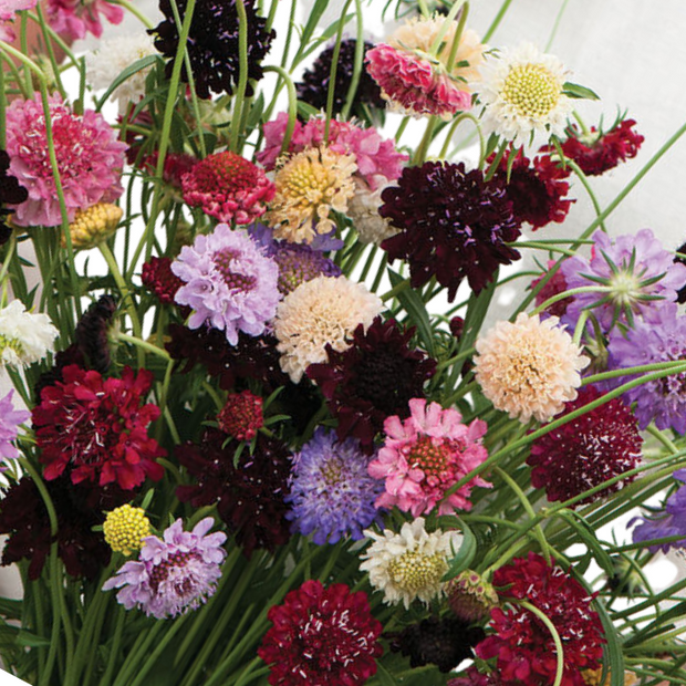 Pincushion Formula Mix Scabiosa Seed