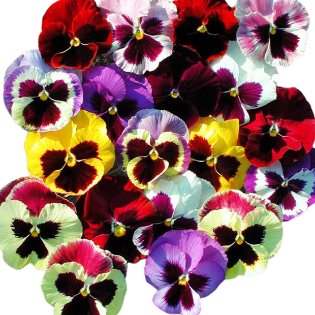 Pansy Majestic Giants II Mix
