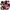 Pansy Majestic Giants II Mix