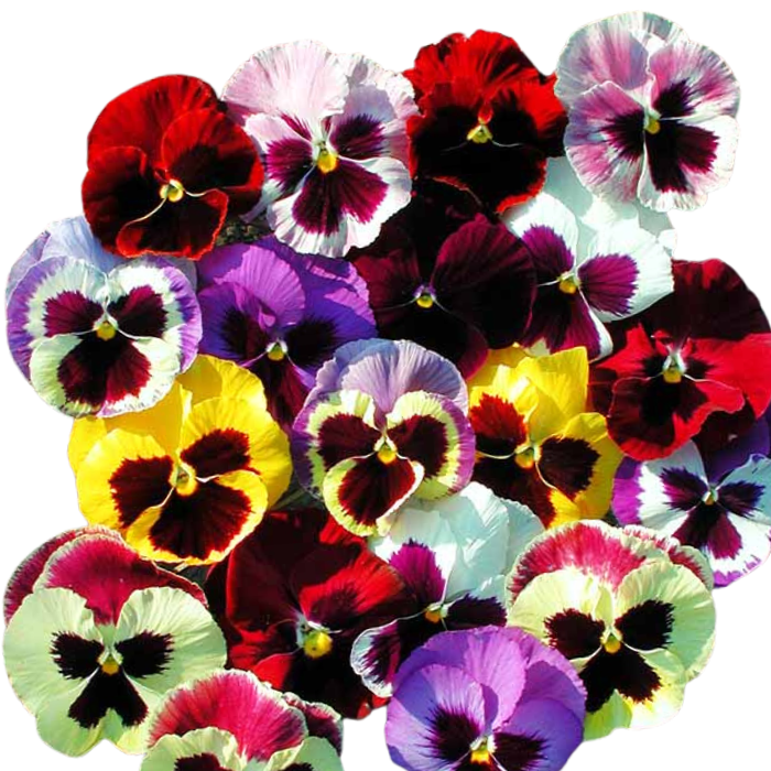Pansy Majestic Giants II Mix