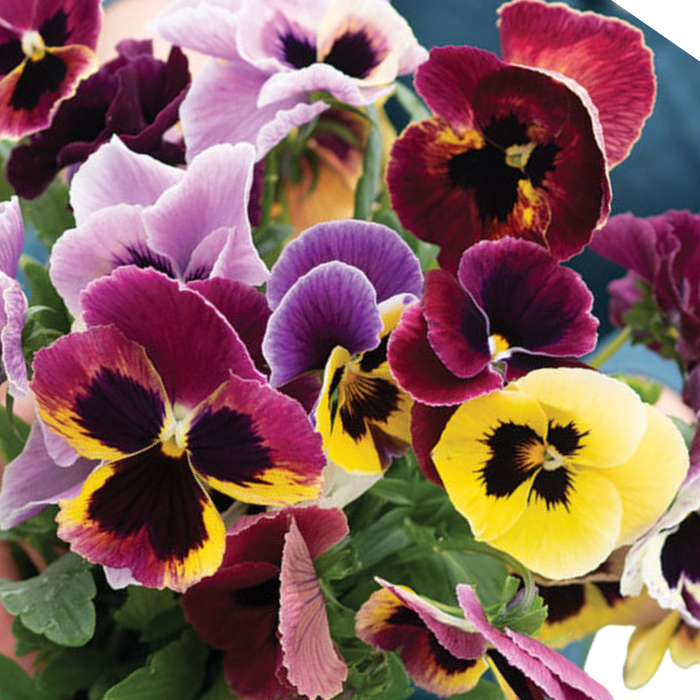 Aalsmeer King Size Mix Viola Seed