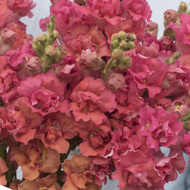 Madame Butterfly Bronze Snapdragon Seeds